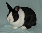 American Grand Champion Dutch Rabbit.jpg