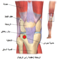 مفصل الركبة بالساق.