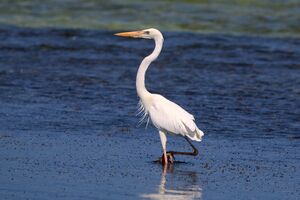 Great blue heron (Ardea herodias occidentalis) white form.JPG