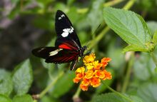 Heliconius doris فراشة لينايوس في كوستاريكا