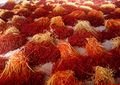 Saffron is both a spice and a widely-used dye in Asia