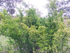 African boxthorn.jpg