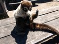 White-nosed Coati at Irazú Volcano، كوستا ريكا
