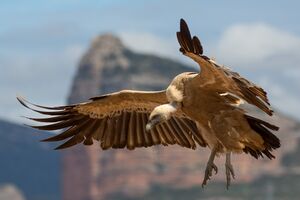 Gyps fulvus in flight - Spain.jpg