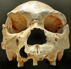 Homo heidelbergensis-Cranium -5.jpg
