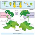Diagram of alternation of generations in liverworts.
