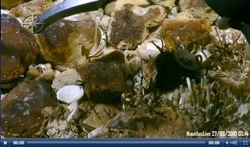 كائنات سفح جبل إراتوتينس البحري. مع انعدام الضوء فلا يوجد تمثيل ضوئي ولكن يوجد بدلاً منه تخليق كيميائي.