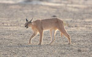 Caracal caracal caracal 54847036.jpg
