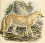 Keulmans Cuon alpinus alpinus.png