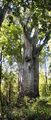 Te Matua Ngahere, an A. australis in Waipoua Forest, the oldest (and 2nd largest) tree in New Zealand