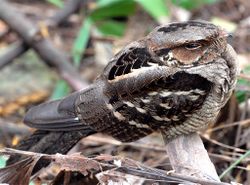 Caprimulgus macrurus.jpg