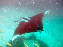 Manta birostris-Thailand3.jpg