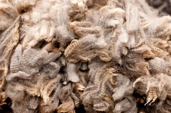 Beige is a very light brown color, taking its name from the French word for the color of natural wool.