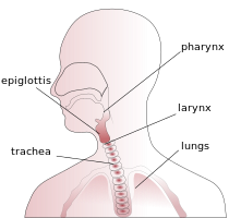 Throat anatomy diagram.svg