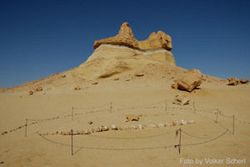 Whale skeleton 2.jpg