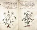 Cumin and dill from an Arabic book of simples (c. 1334) after Dioscorides (British Museum)
