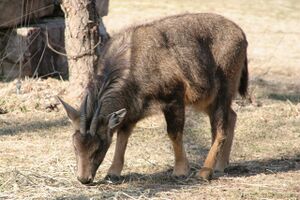 A photograph of a small, brownish goat-like animal with its head down feeding