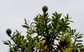 Agathis australis leaves and cones
