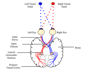 Neural pathway diagram.svg