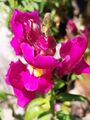 Antirrhinum majus Flower