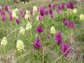 Dactylorhiza sambucina in two different colours