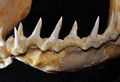 Prionace glauca lower teeth.jpg