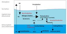 Marine Nitrogen Cycle.jpg