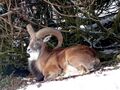 Mouflon at Highland Wildlife Park - geograph.org.uk - 1074751.jpg
