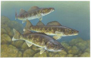 Walleye painting.jpg