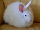 White Satin Angora Rabbit.jpg