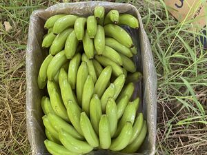 موز جازان 5.jpg