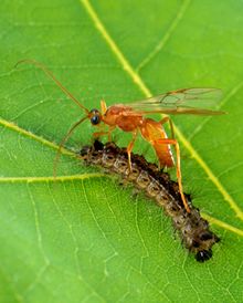 Aleiodes indiscretus wasp parasitizing gypsy moth caterpillar.jpg