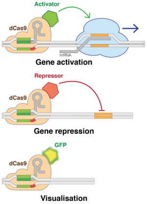 Dead-Cas9 potential applications.png