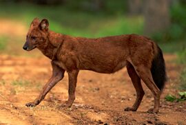 Dhole in its habitat (cropped).jpg