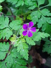 Geranium robertianum, herb-Robert, is an annual or biennial herb of Europe and North America.