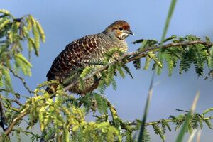Grey francolin (Francolinus pondicerianus pondicerianus).jpg