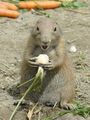 Common prairie dog