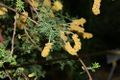 Acacia drummodii