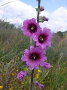 Alcea setosa