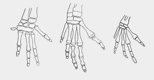 Diagram of the bones in a dugong forelimb at different stages of life