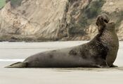Mirounga angustirostris, Point Reyes (cropped).jpg