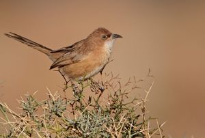 182 1fulvous babbler.jpg