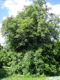 Aesculus glabra var. glabra.jpg