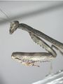 Stagmomantis carolina, Carolina Mantis