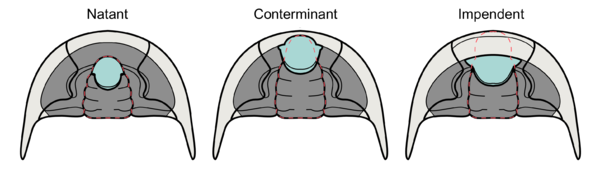 Trilobite hypostome types based on attachment (labeled).png