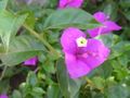 Purple bougainvillea