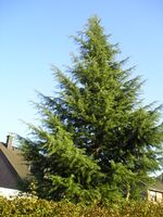 Cedrus deodara Himalajazeder.JPG
