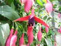 Fuchsia x hybrida, flowers