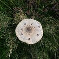 Glawlen y Bwgan (Macrolepiota procera).jpg