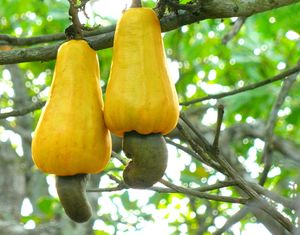 Twin Cashews From Kollam Kerala.jpg